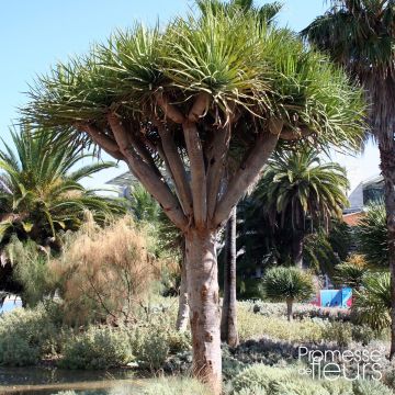 Dracaena draco - Drago
