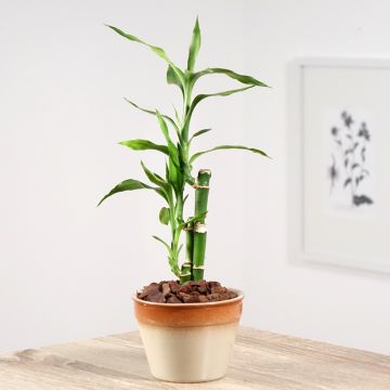 Bambú de la suerte - Dracaena sanderiana