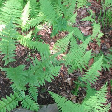 Dryopteris clintoniana - Helecho