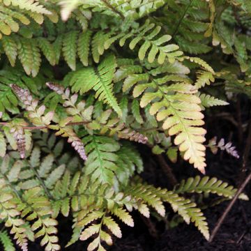 Dryopteris erythrosora Prolifica - Helecho macho de sori rojos