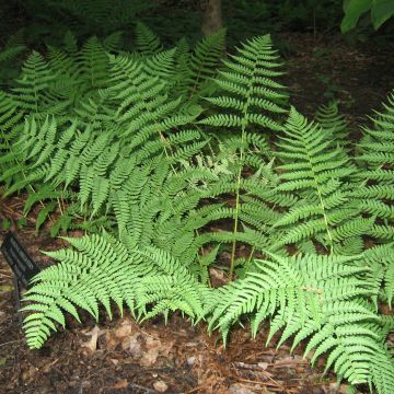 Dryopteris marginalis - Helecho
