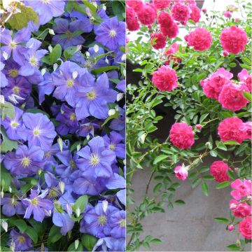 Duo Abundance - Clematis Perle d'Azur and Rose Excelsa