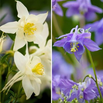 Dúo de Aquilegias enanas azul y blanco