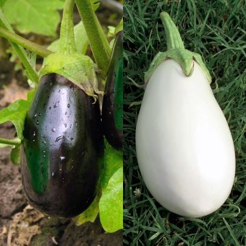 Colección dúo de 2 plantas de Berenjena INJERTADAS