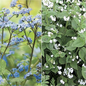 Dúo Brunnera blanco azul