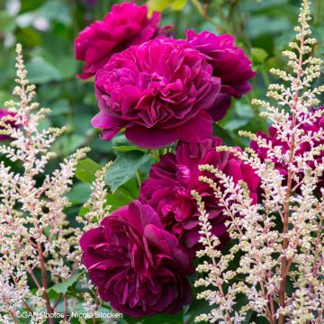 Dúo Cardinal - Combinación de Rosal y Astilbe
