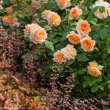 Dúo Frutal - Dúo de Rosal y Coralitos