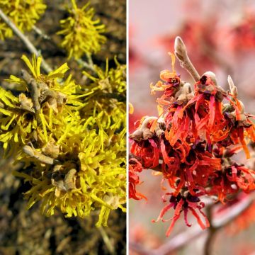 Dúo Avellano mágico - Avellano mágico amarillo y rojo