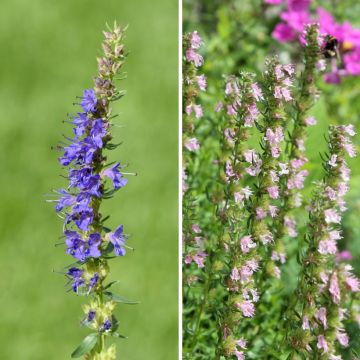 Dúo de Hyssopus officinalis azul y rosa