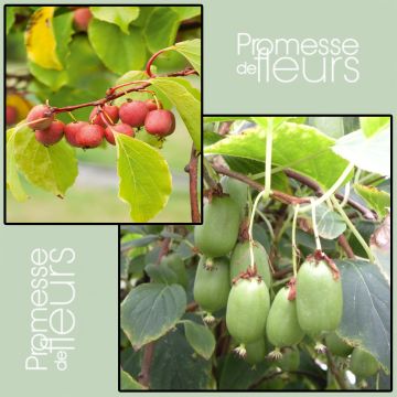 Dúo Mini kiwi 'Ken's Red' (hembra) + 'Issai' (polinizador)