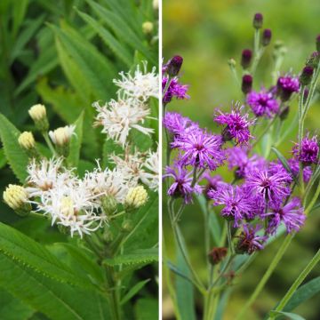 Dúo de Vernonia crinita