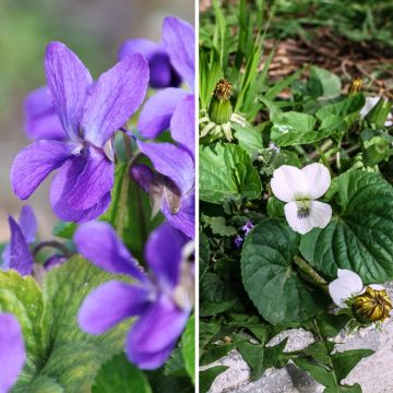 Dúo de Violetas odorantes
