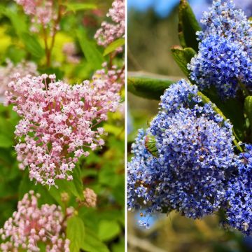Dúo de Ceanotos de verano resistente rosa y azul