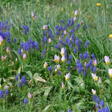 Dúo de pequeños bulbos para naturalizar para el sol rosa y azul