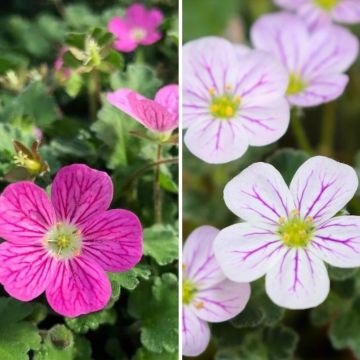 Dúo de Erodiums rosa y blanco
