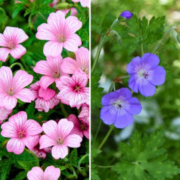 Conjunto de 2 geranios viváceos siempre en flor