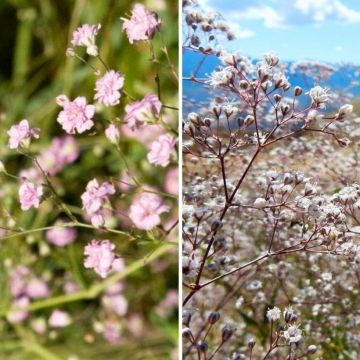Dúo de Gypsophila blanco y rosa