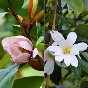 Dúo de Michelia - Pequeños magnolias perfumados