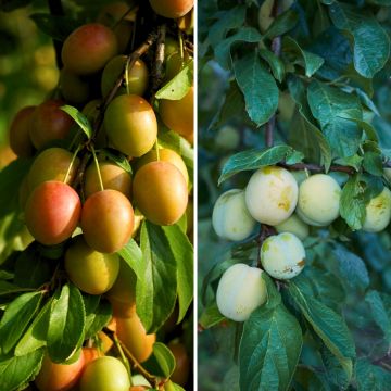 Dúo polinizador de ciruelas Reinas Claudias en colores en vaso.