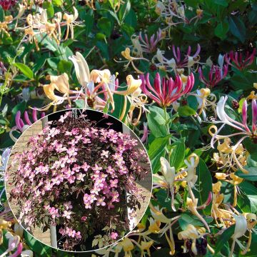 Dúo primaveral - Colección de Clematis y Madreselva
