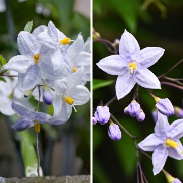 Dúo Solanum jasminoides - falso jazmín