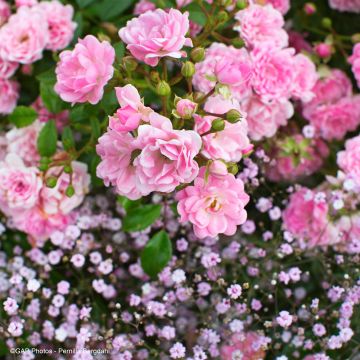 Dúo Dulzura - Dúo de rosales y Gypsophila rosas