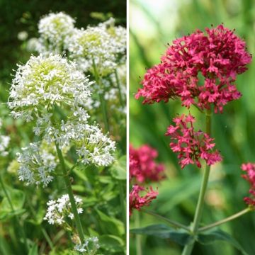Dúo de Valeriana a precio económico