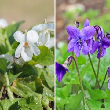 Dúo de Violetas odorantes