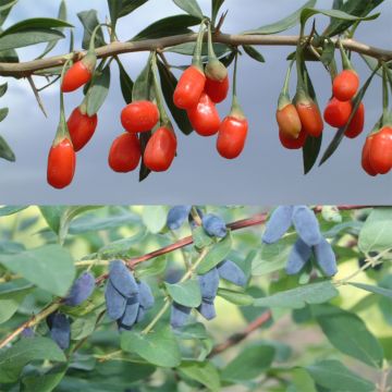Dúo vitamínico: Goji + Arándano de Siberia