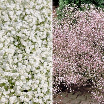 Dúo de Gypsophila blanco y rosa