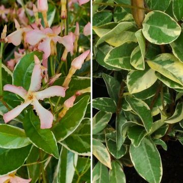 Dúo de Jazmines estrellados con follaje variegado