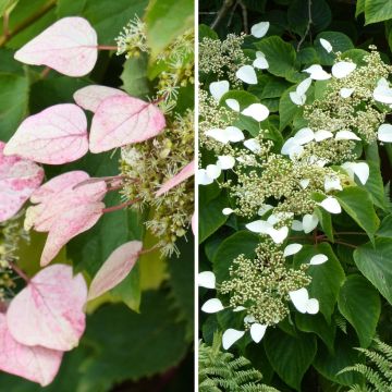Dúo de Schizophragma