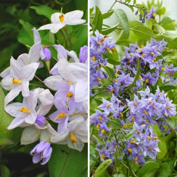 Dúo Solanum jasminoides - falso jazmín