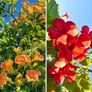 Dúo de pequeñas Trompetas trepadoras para terrazas y balcones