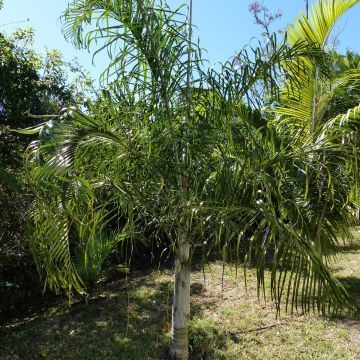 Dypsis plumosa - Palmera plumosa