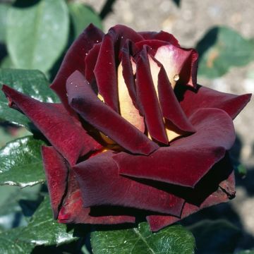 Rosal Eddy Mitchell (Rosal de pie alto)