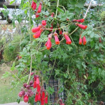 Eccremocarpus scaber - Guisante de Chile