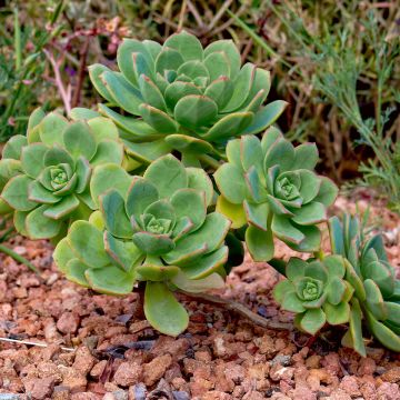 Aeonium haworthii - Bejequillo