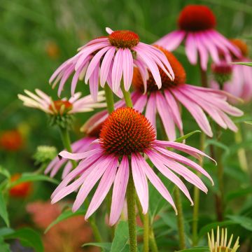 Echinacea purpurea (semillas BIO) - Equinácea