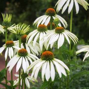 Echinacea purpurea White Swan (semillas BIO) - Equinácea