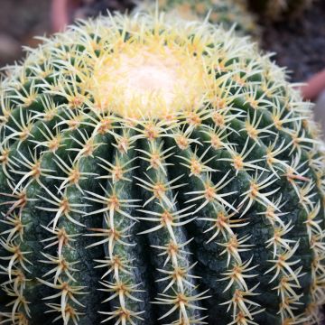 Echinocactus grusonii var. brevispinus - Coussin de Belle-mère