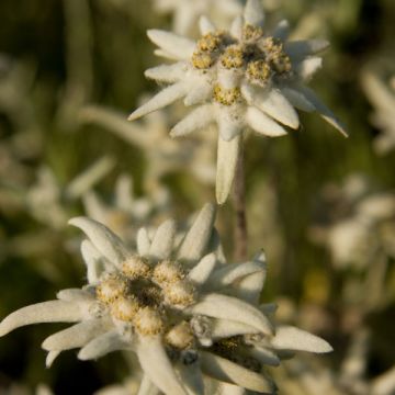 Leontopodium alpinum - Flor de las nieves
