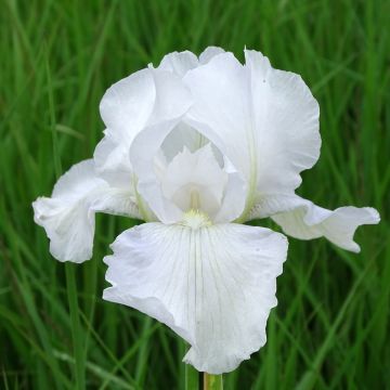 Iris germanica Immortality