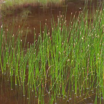 Eleocharis palustris - Junco palustre