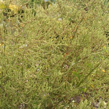 Epazote - Chenopodium ambrosioides