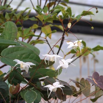 Epimedium Arctic Wings