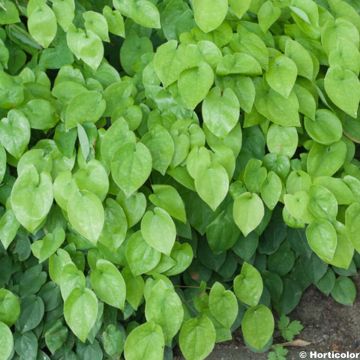 Epimedium warleyense Ellen willmott