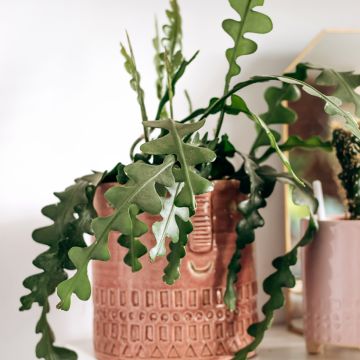 Cactus zig-zag - Epiphyllum anguliger