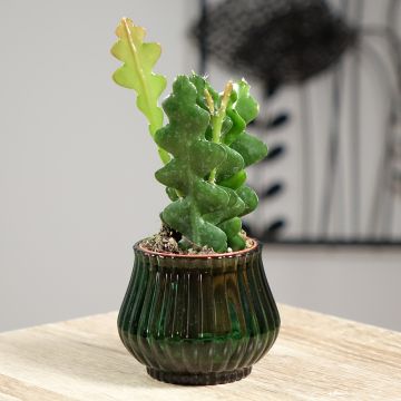 Cactus zig-zag - Epiphyllum anguliger