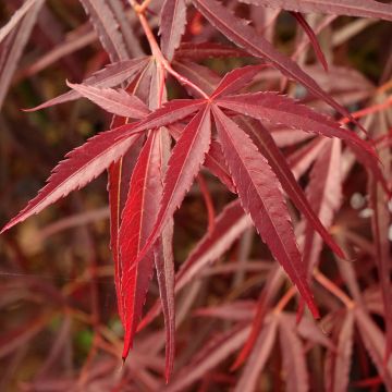 Arce japonés Red Pygmy